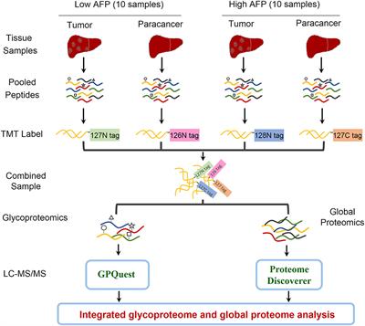 Heterogeneities of Site-Specific N-Glycosylation in HCC Tumors With Low and High AFP Concentrations